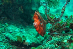 Eubalichthys mosaicus