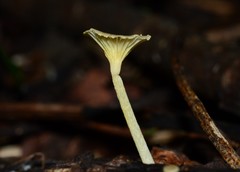 Gerronema subclavatum