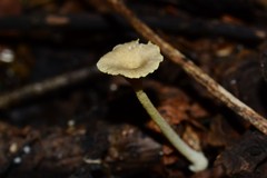 Gerronema subclavatum