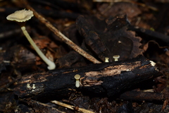 Gerronema subclavatum