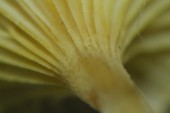 Gerronema subclavatum