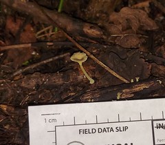 Gerronema subclavatum