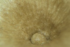 Gerronema subclavatum