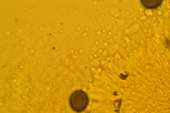 Gerronema subclavatum