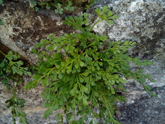 Asplenium ruta-muraria ruta-muraria