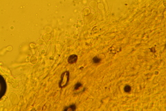 Gerronema subclavatum