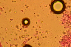 Gerronema subclavatum