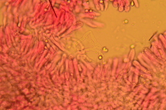 Gerronema subclavatum