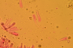 Gerronema subclavatum