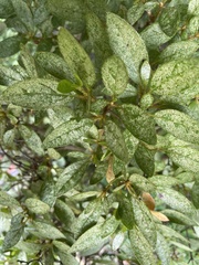 Rhododendron