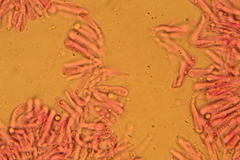 Gerronema subclavatum