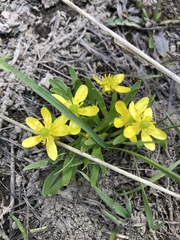 Ranunculus jovis