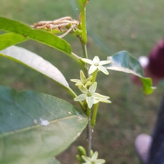 Cestrum laevigatum
