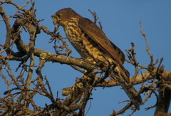 Accipiter minullus