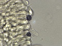 Lactarius maculatipes