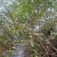 Cestrum laevigatum