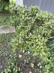 Rhododendron