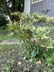 Rhododendron