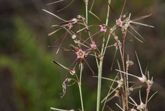 Brachystelma filifolium