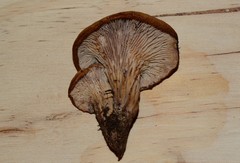 Lentinellus cochleatus