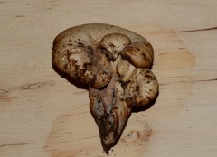 Lentinellus cochleatus