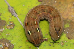 Hippotion boerhaviae