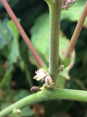 Ricania speculum