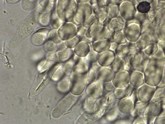 Lactarius maculatipes