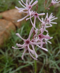 Brachystelma rubellum