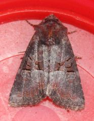 Mesoligia literosa