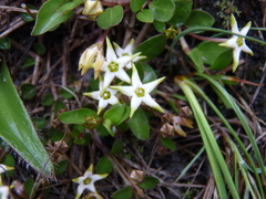 Brachystelma stellatum