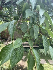 Magnoliopsida