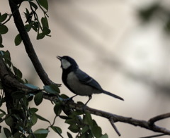 Parus minor commixtus