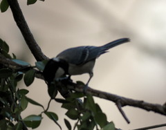 Parus minor commixtus