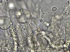 Lactarius maculatipes