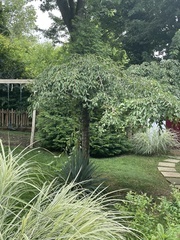 Magnoliopsida
