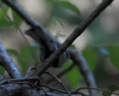 Parus minor commixtus