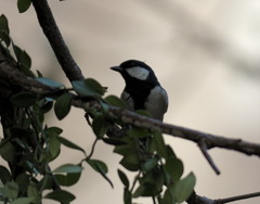 Parus minor commixtus