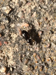 Bembidiini