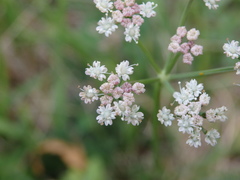 Selinum broteroi