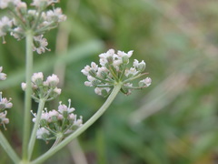 Selinum broteroi