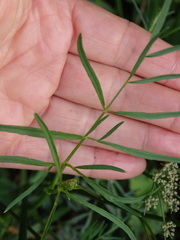 Selinum broteroi