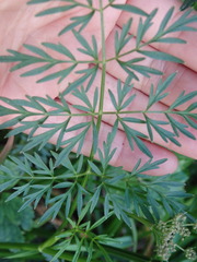 Selinum broteroi