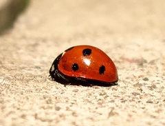 Coccinella septempunctata