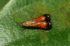 Tricyanaula aurantiaca