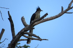 Clamator levaillantii