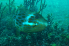 Eubalichthys mosaicus