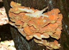 Laetiporus huroniensis