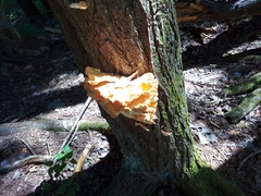 Laetiporus huroniensis