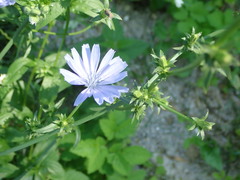 Cichorium intybus intybus
